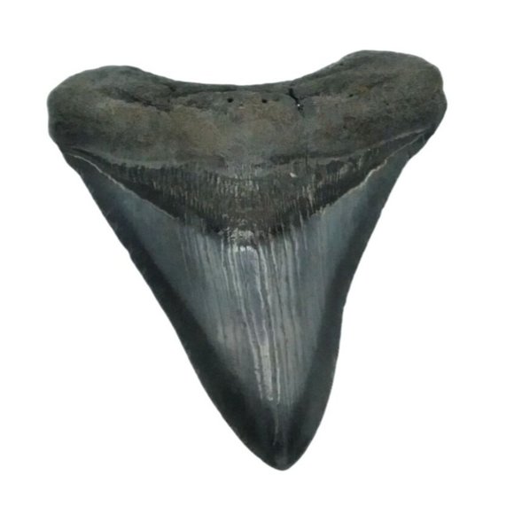 Prehistoric Otodus Megalodon Fossilized Shark Tooth Massive Top Quality Specimen - Picture 3 of 7
